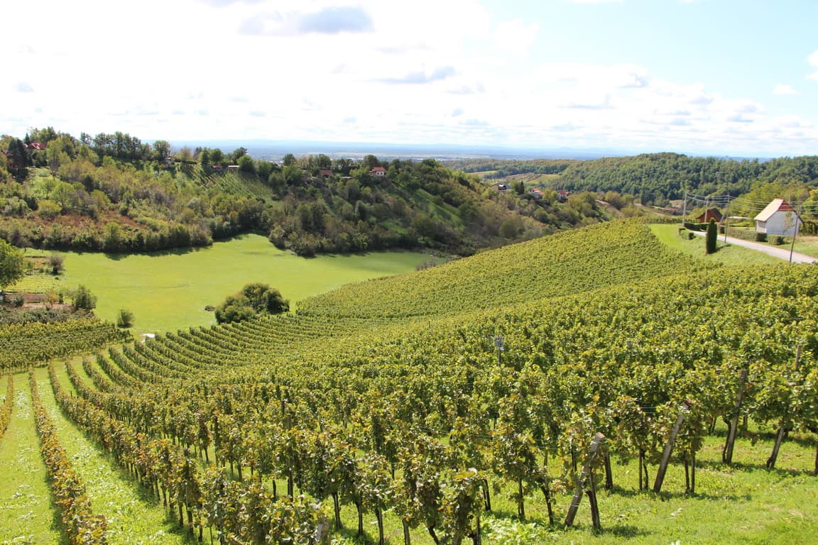 Wine tours in Croatia — indigenous grapes, family cellars, and four distinct wine regions