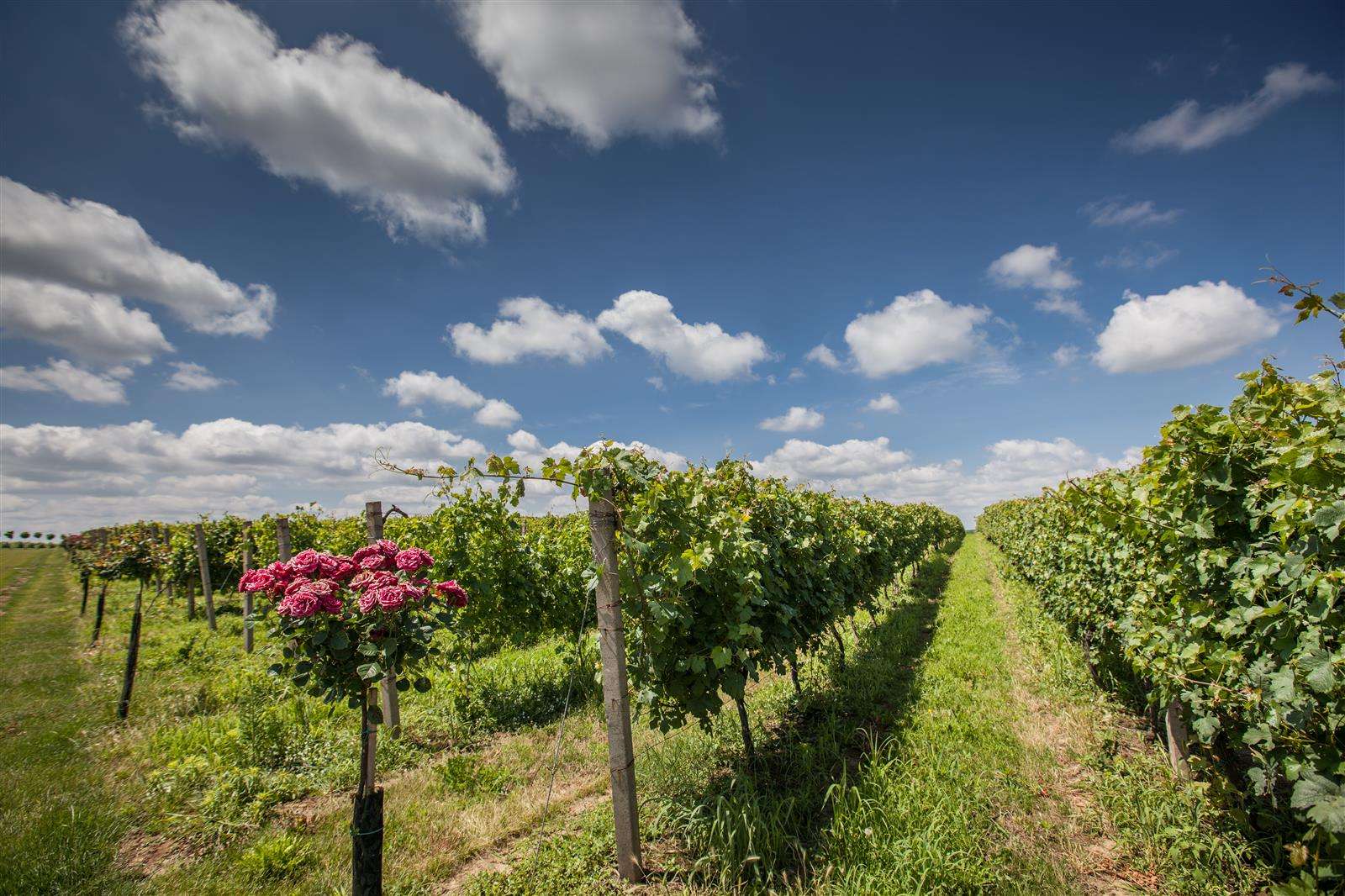 Slavonia & Danube Wine Region: Continental Excellence