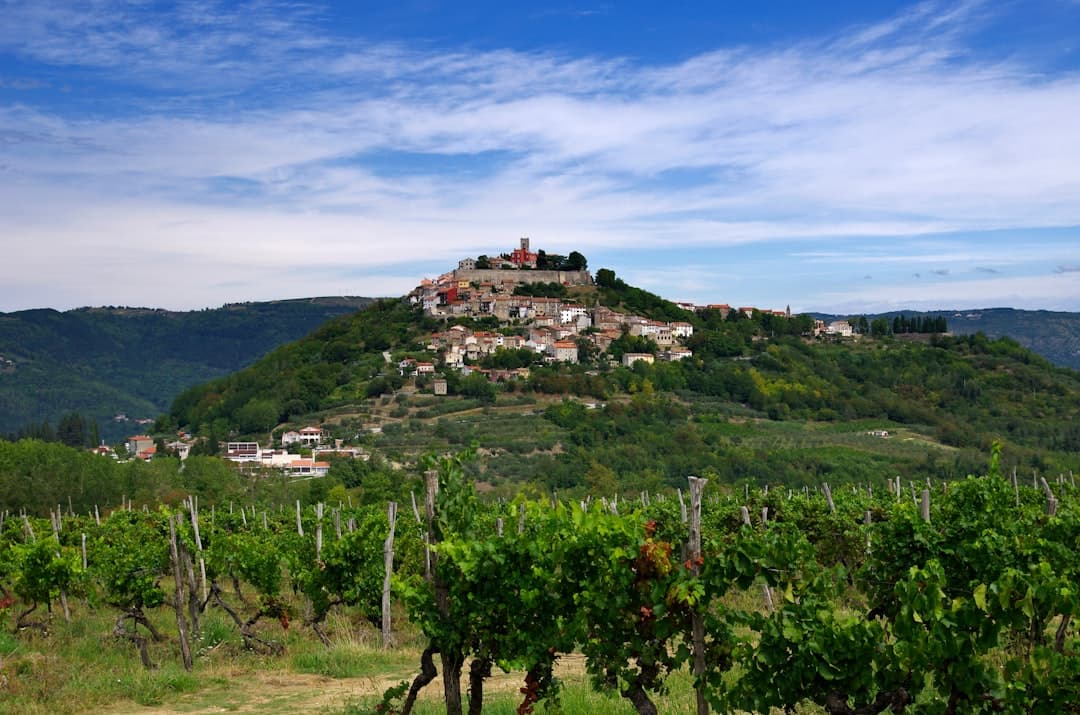 La cittadina medievale di Motovun arroccata sopra vigneti terrazzati e querceti — il cuore del paese del tartufo istriano.