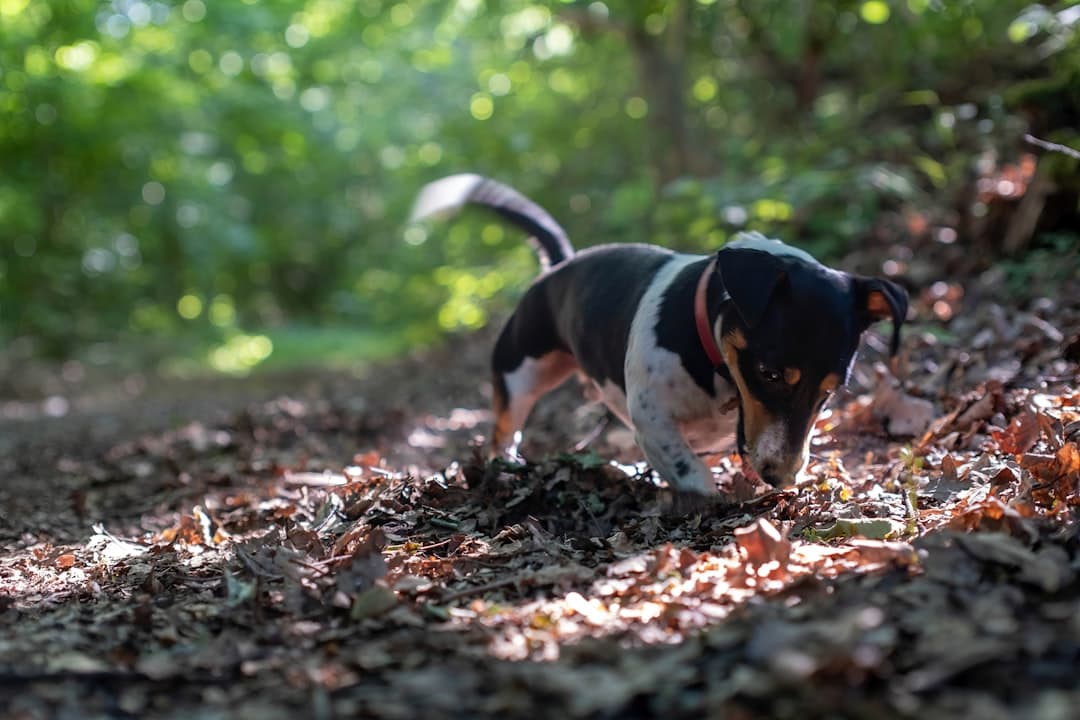 Un cane da tartufo addestrato annusa il fondo di foglie di un querceto — la collaborazione operativa al centro di ogni battuta istriana.