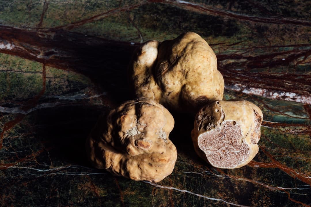 Tartufi bianchi interi su una superficie di legno scuro — il raccolto pregiato che i piccoli operatori familiari istriani portano fuori dai loro boschi.