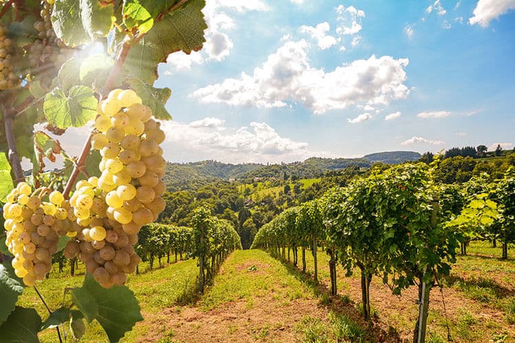 Continental Croatia wine region - rolling hills with Graševina vineyards