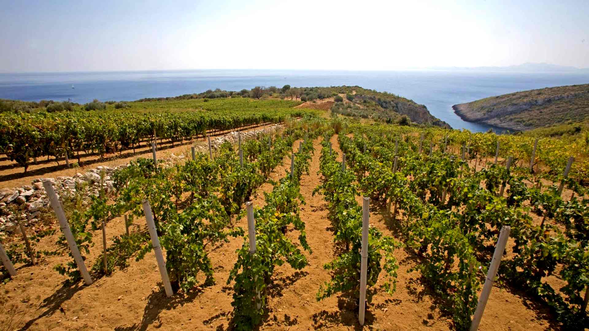 Central Dalmatia wine region - Plavac Mali vineyards on steep coastal slopes