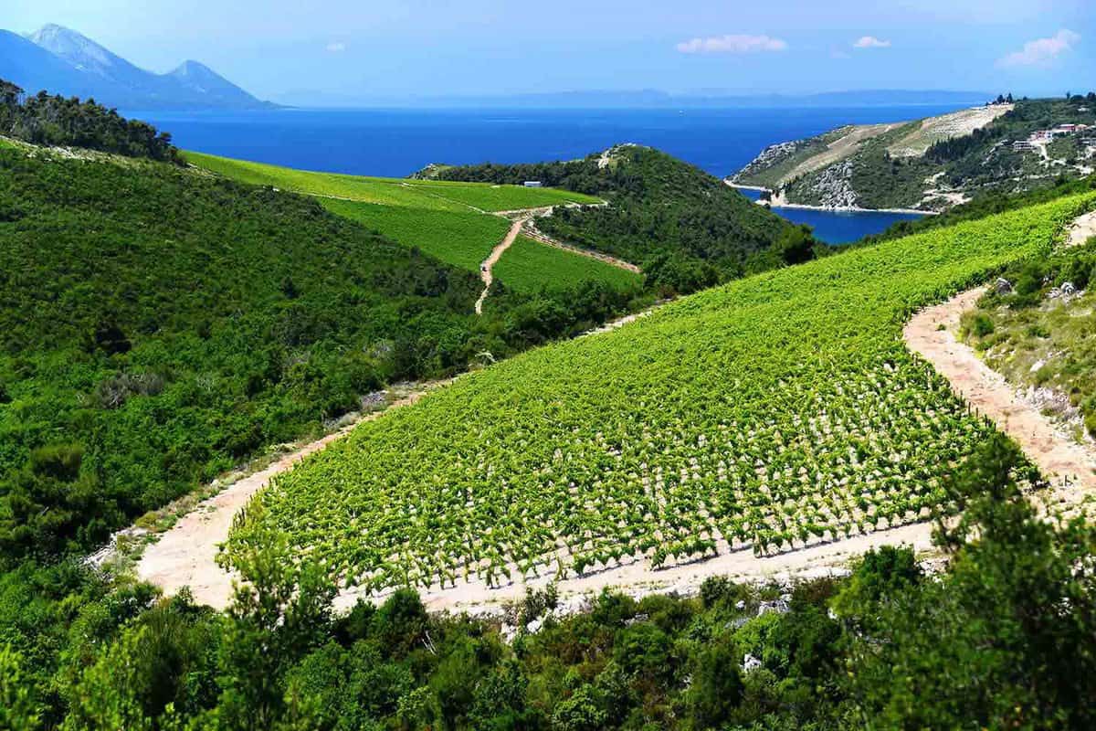 Dalmatia Wine Region: Heroic Viticulture & Ancient Traditions