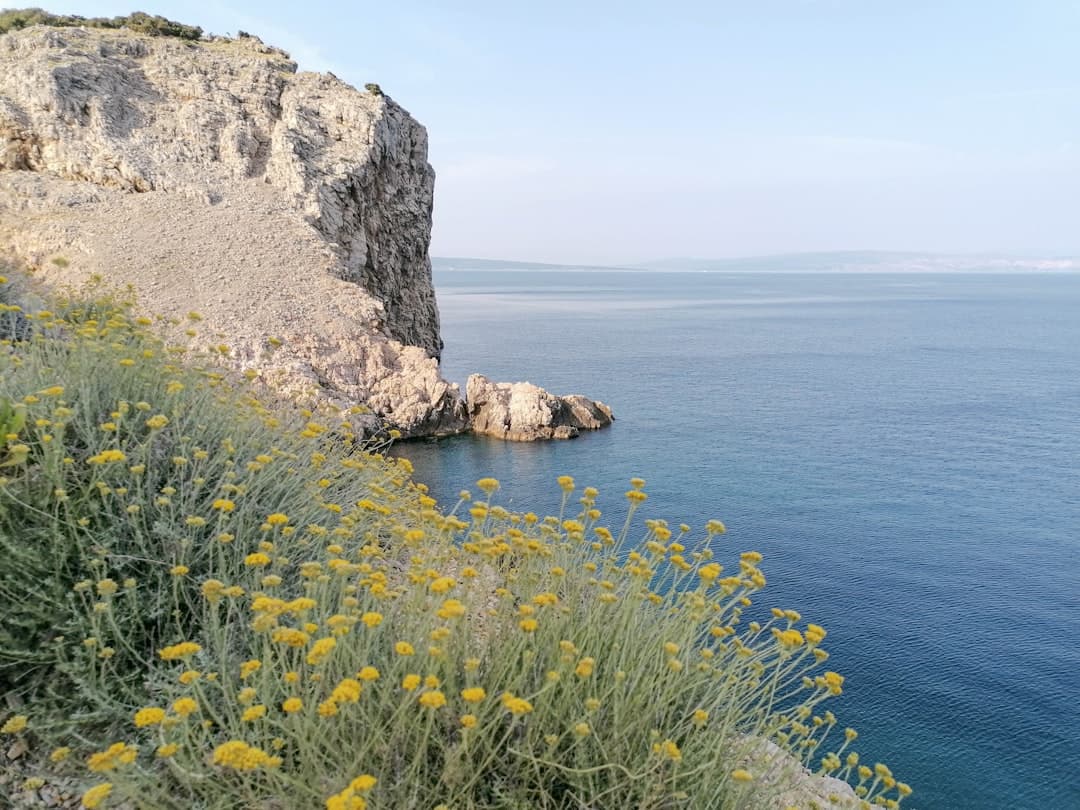 Fiori gialli in primo piano davanti a una scogliera bianca sull'Adriatico — l'ambiente di macchia e roccia attorno al Safari Bar.