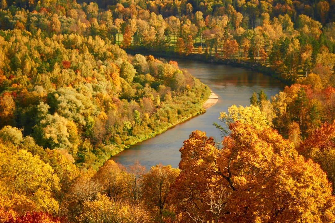 A river winding through autumn-coloured oak and beech forest, evoking the seasonal palette of the Sava floodplain when the storks have left.