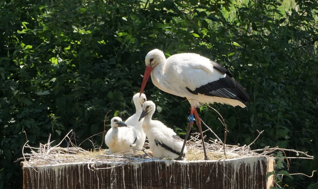 An adult white stork feeding chicks in a nest atop a wooden post in Lonjsko Polje Nature Park.