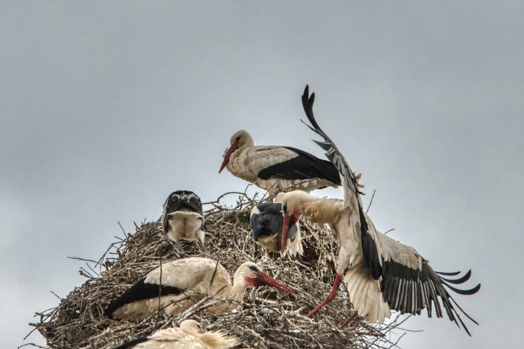 A family of white storks in a large stick nest, with one bird stretching its wings — the everyday scene above Čigoć rooftops.