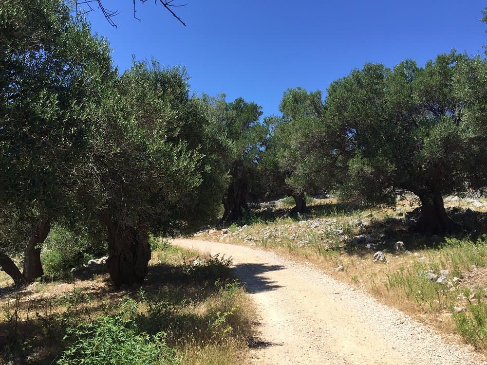 Ancient olive groves near Lun in the north of the island of Pag, Croatia