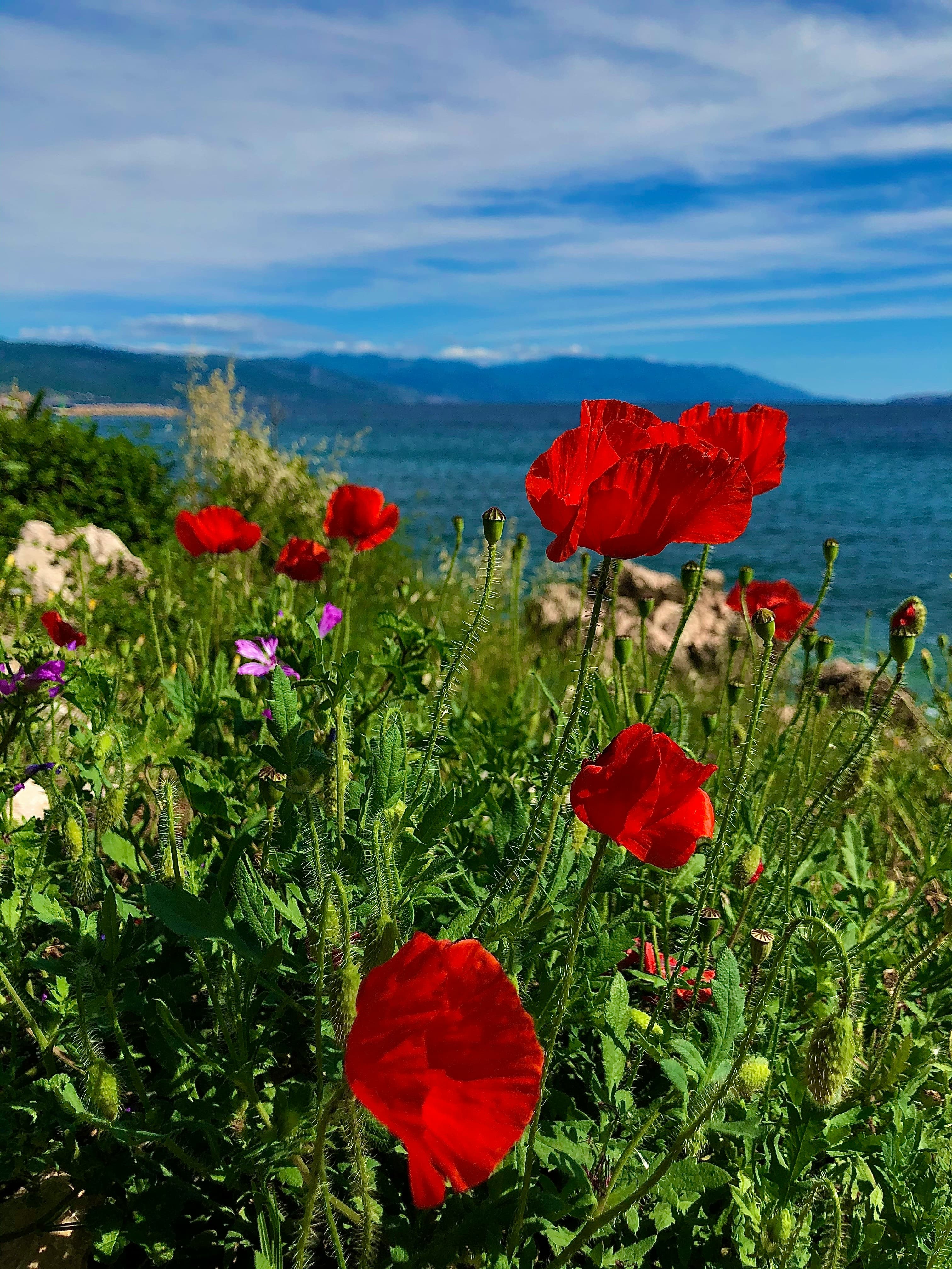 Hilltop old town of Novi Vinodolski above the Kvarner coast, Croatia