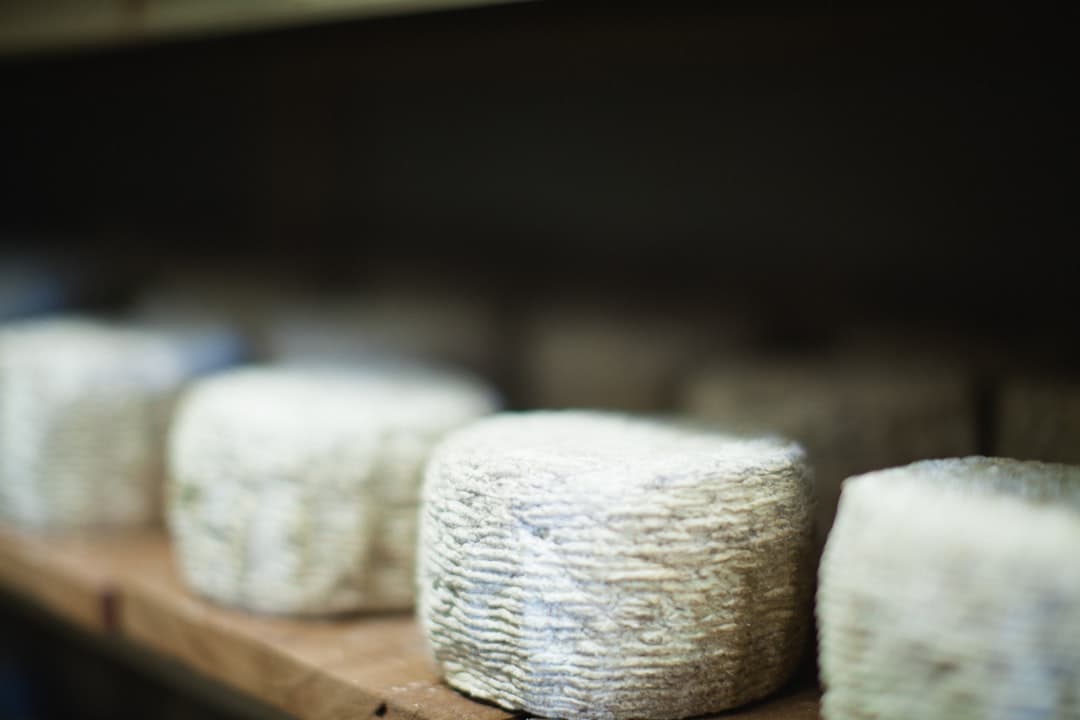 Reihen kleiner gereifter Schafskäse-Laibe auf einem Holzregal im Keller eines Produzenten.