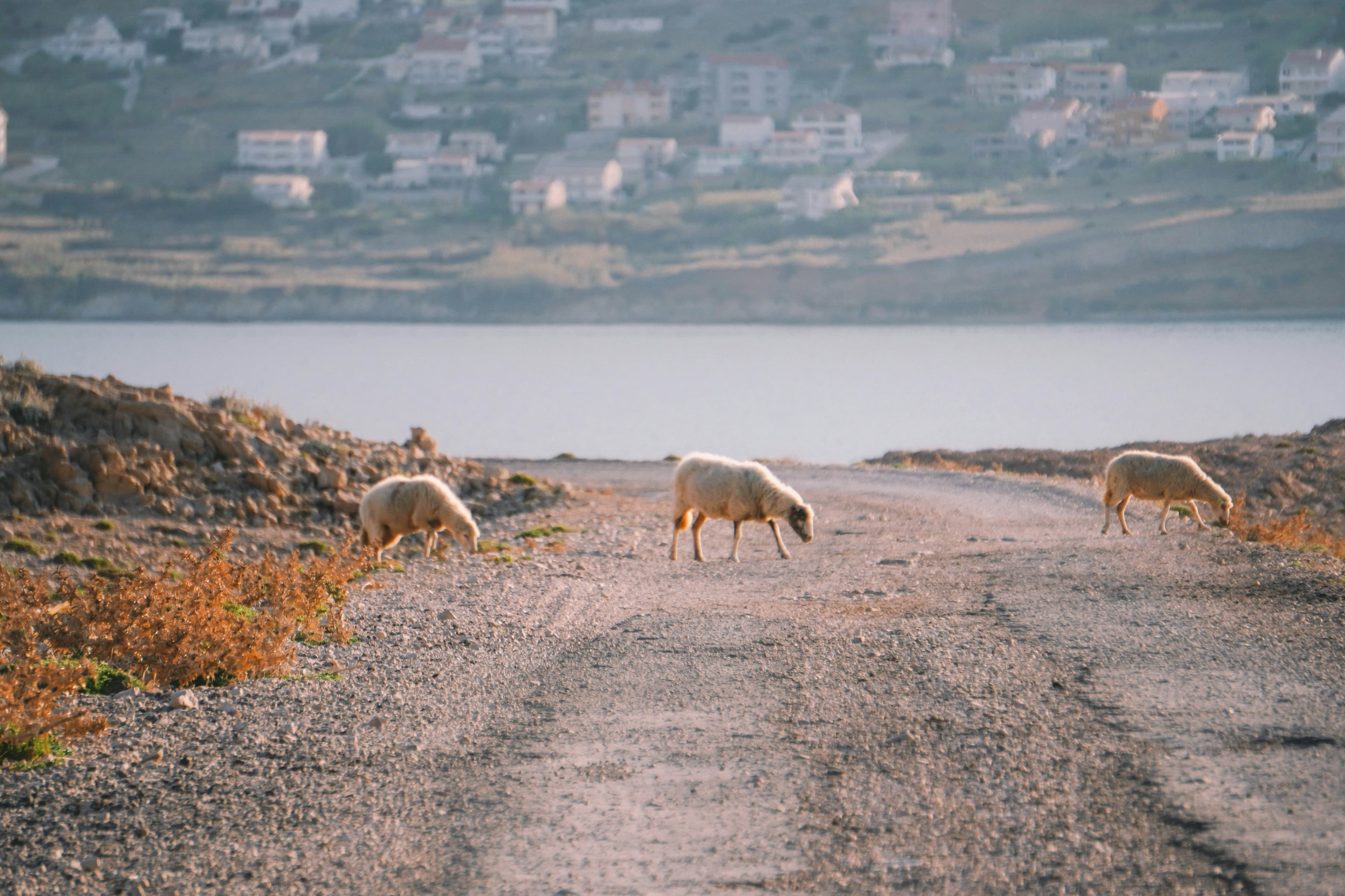 Pag-Schafe grasen in der Abendsonne auf einer Schotterstraße, im Hintergrund das Dorf und das Meer.