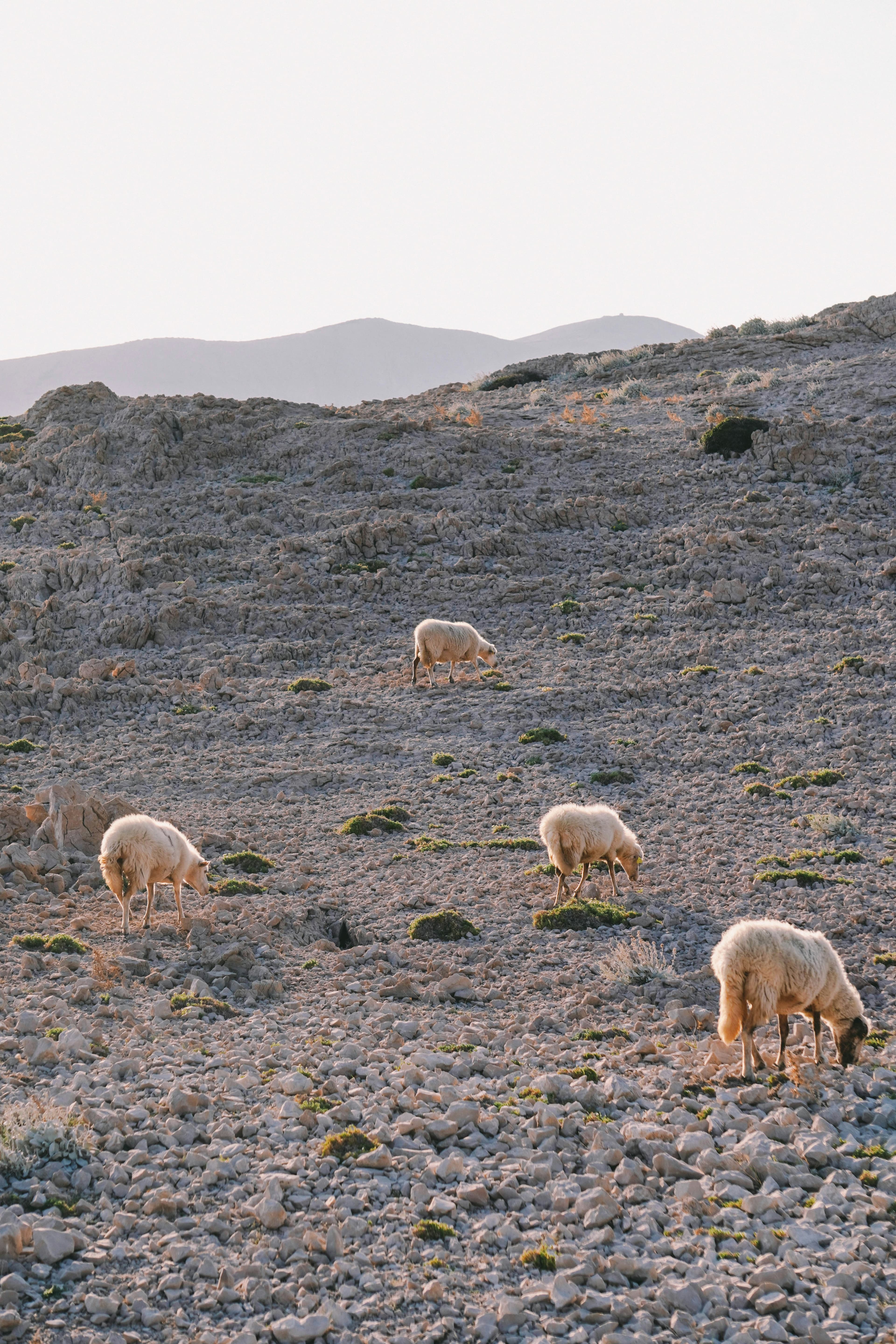 Pag-Schafe grasen im Abendlicht auf den knochentrockenen, steinigen Hängen der Insel — das karge Terrain, dessen Kräuter dem paški sir seinen Geschmack geben.