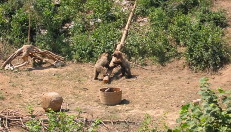 Kuterevo Bear Refuge in Lika — rescued brown bears in a mountain village near Velebit