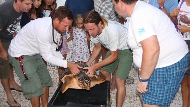 Sea Turtle Rescue Centre in Mali Lošinj — injured Adriatic turtles in care at the Kvarner facility