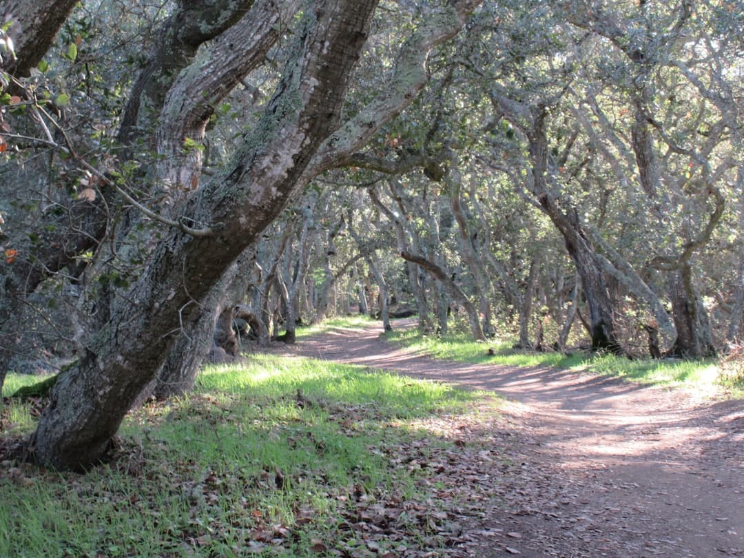 Ein gewundener Erdweg durch alte Eichen — die Art von feuchtem Hinterlandwald, in dem istrische Trüffelhunde an den Hängen arbeiten.